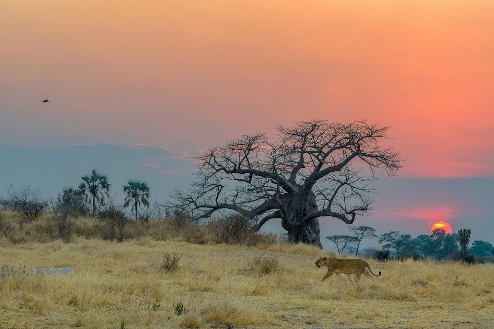 Национальный парк Руаха, Танзания